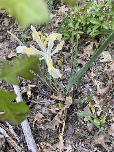 Iris innominata, photographed by Erin Conte