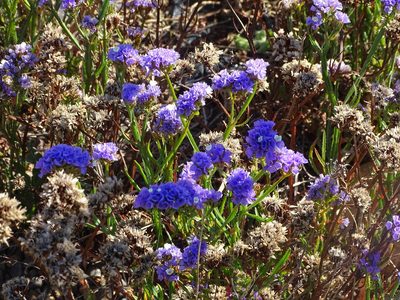 Limonium sinuatum, photographed by Shaun Swanepoel