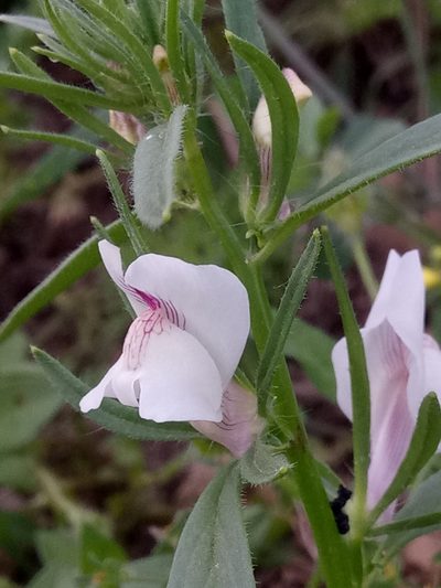 Misopates calycinum, photographed by Karim Haddad