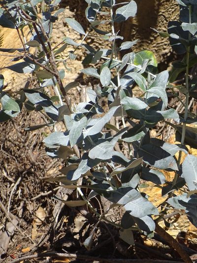 Eucalyptus cinerea, photographed by Shaun Swanepoel