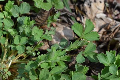 Potentilla centigrana, photographed by Repina Tatyana