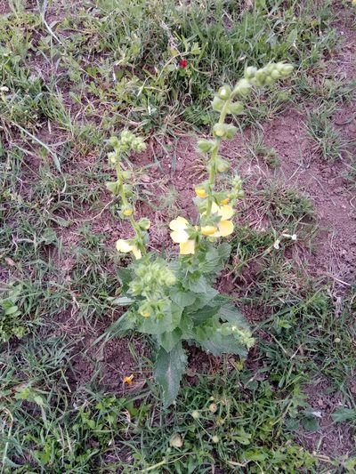 Verbascum creticum, photographed by Karim Haddad