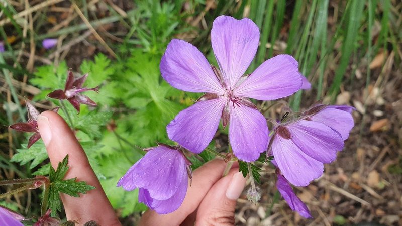 Geranium atlanticum, photographed by Mehdi Chetibi