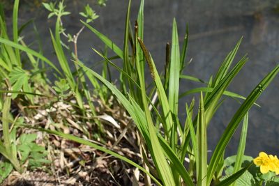 Carex dispalata, photographed by Repina Tatyana
