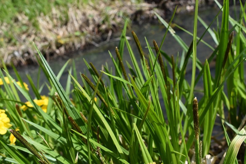 Carex dispalata, photographed by Repina Tatyana