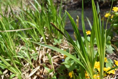 Carex dispalata, photographed by Repina Tatyana