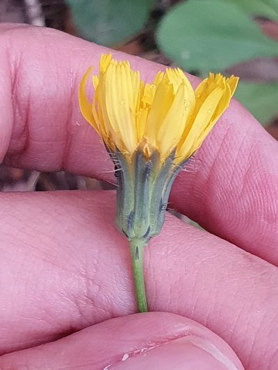Hypochaeris laevigata, photographed by Mehdi Chetibi