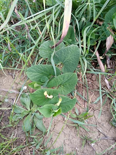 Aristolochia navicularis, photographed by Karim Haddad