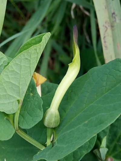 Aristolochia navicularis, photographed by Karim Haddad