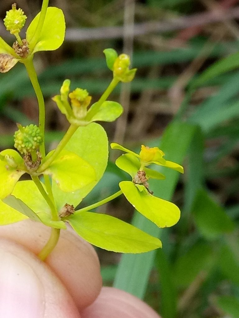 Euphorbia cossoniana, photographed by Karim Haddad