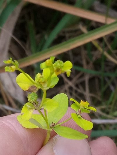 Euphorbia cossoniana, photographed by Karim Haddad