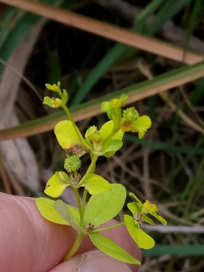 Euphorbia cossoniana, photographed by Karim Haddad
