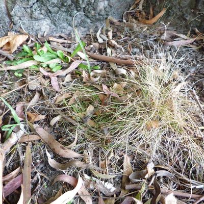 Poa imbecilla, photographed by Colin Meurk