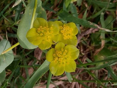 Bupleurum subovatum, photographed by Karim Haddad