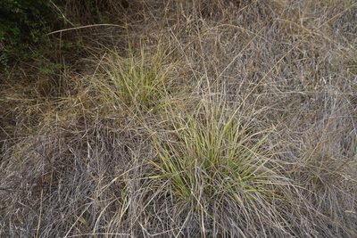 Sporobolus africanus, photographed by Alice Shanks