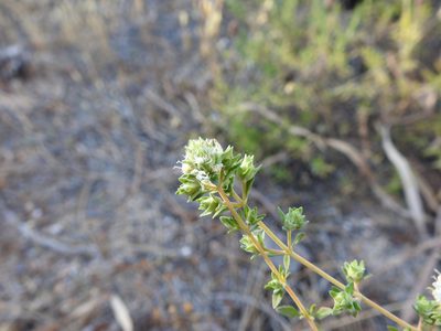 Thymus albicans, photographed by Duarte Frade