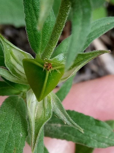 Helianthemum ledifolium, photographed by Karim Haddad
