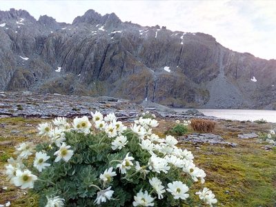 Ranunculus buchananii, photographed by darmozrac