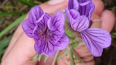 Geranium malviflorum, photographed by Mehdi Chetibi