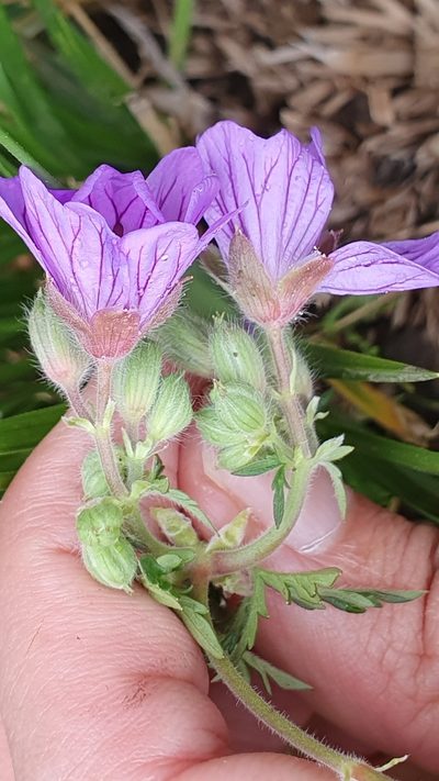 Geranium malviflorum, photographed by Mehdi Chetibi