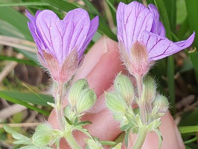 Geranium malviflorum, photographed by Mehdi Chetibi