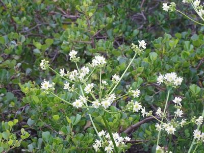 Knowltonia vesicatoria, photographed by Shaun Swanepoel