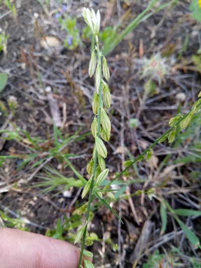 Polygala monspeliaca, photographed by Karim Haddad