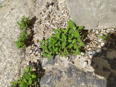 Chenopodium vulvaria, photographed by carnifex