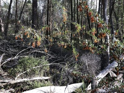 Grevillea floribunda, photographed by John Tann