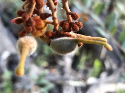 Grevillea floribunda, photographed by John Tann