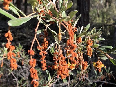 Grevillea floribunda, photographed by John Tann