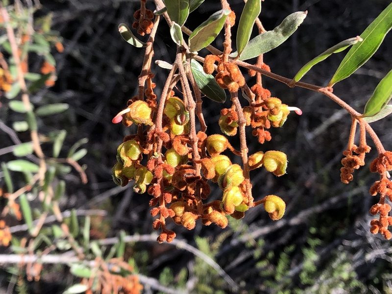 Grevillea floribunda, photographed by John Tann