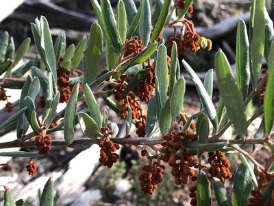 Grevillea floribunda, photographed by John Tann