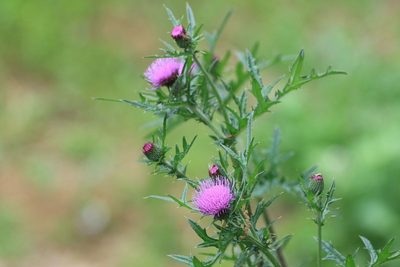 Cirsium japonicum, photographed by WATANABE Hitoshi 渡辺仁