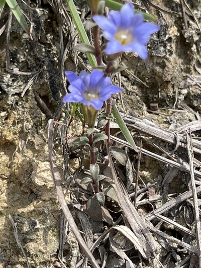 Gentiana loureiroi, photographed by Yj