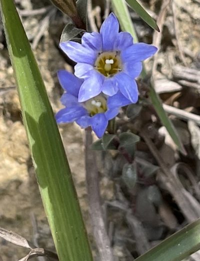 Gentiana loureiroi, photographed by Yj