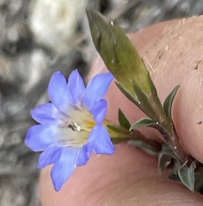 Gentiana loureiroi, photographed by Yj