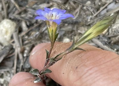 Gentiana loureiroi, photographed by Yj