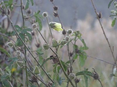 Sabdariffa diversifolia, photographed by Shaun Swanepoel