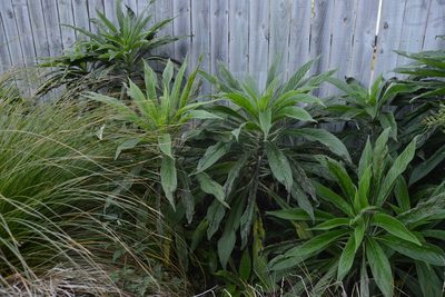 Echium pininana, photographed by Jon Sullivan