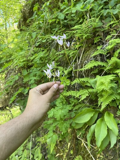 Primula fassettii, photographed by Brandon Corder