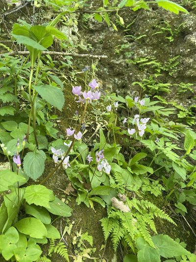 Primula fassettii, photographed by Brandon Corder