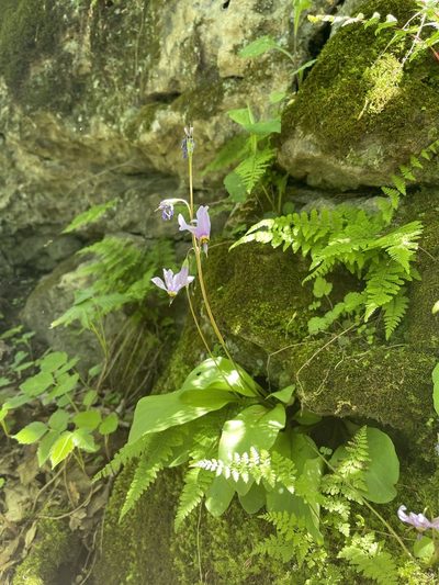 Primula fassettii, photographed by Brandon Corder