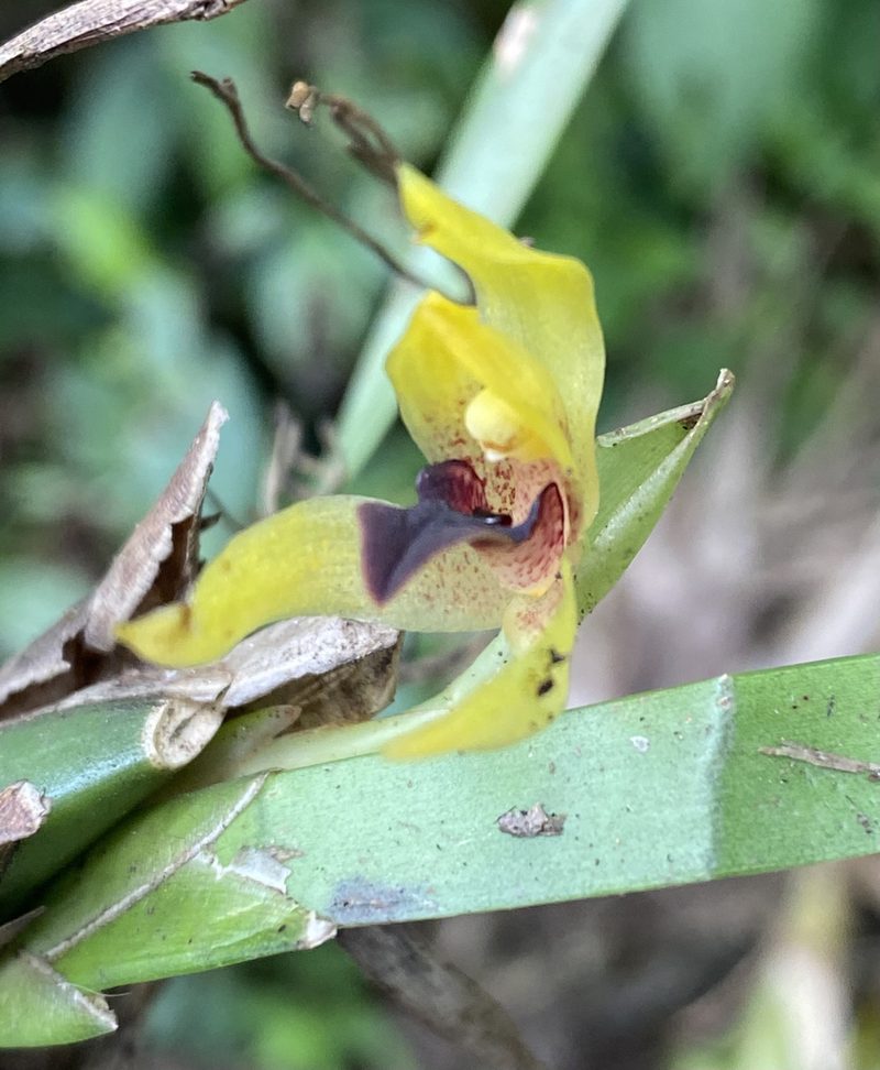Maxillaria cucullata, photographed by Grete Pasch