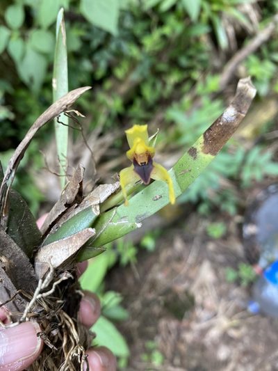 Maxillaria cucullata, photographed by Grete Pasch