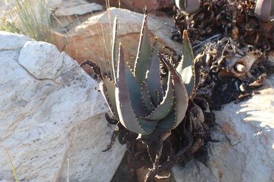 Aloe comptonii, photographed by Di Turner