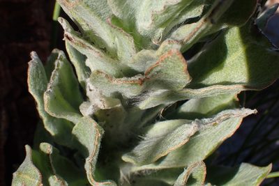 Syncarpha milleflora, photographed by Di Turner
