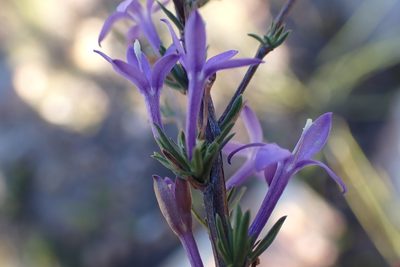 Theilera guthriei, photographed by Di Turner