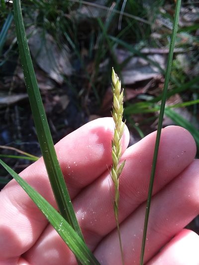 Carex venusta, photographed by Will McFarland