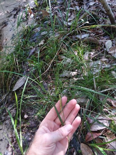 Carex venusta, photographed by Will McFarland